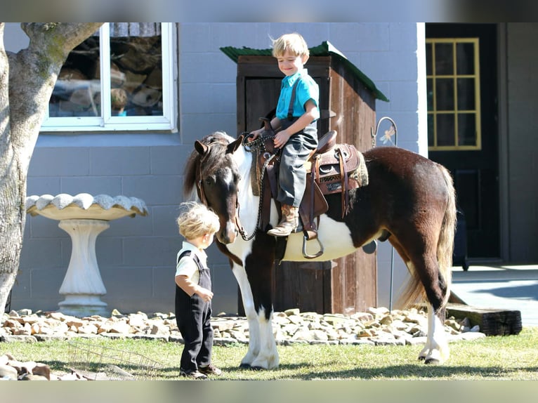 Plus de poneys/petits chevaux Hongre 4 Ans 112 cm Pinto in Rebersburg