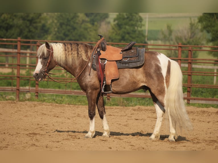 Plus de poneys/petits chevaux Hongre 4 Ans 112 cm Pinto in Fresno