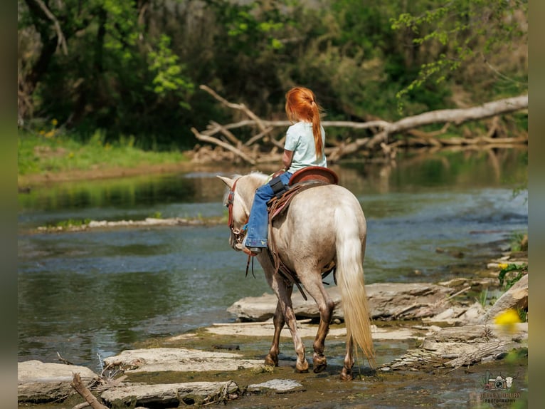 Plus de poneys/petits chevaux Hongre 4 Ans 114 cm Palomino in Auburn