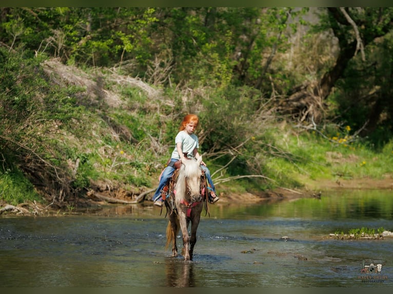 Plus de poneys/petits chevaux Hongre 4 Ans 114 cm Palomino in Auburn