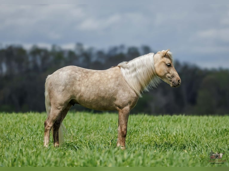 Plus de poneys/petits chevaux Hongre 4 Ans 114 cm Palomino in Auburn