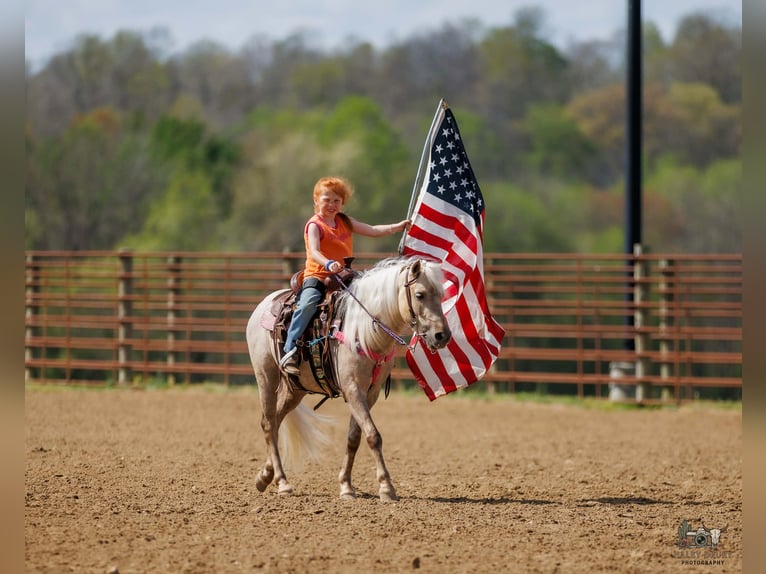 Plus de poneys/petits chevaux Hongre 4 Ans 114 cm Palomino in Auburn