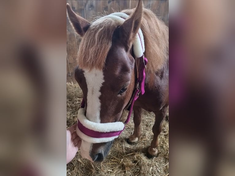 Plus de poneys/petits chevaux Hongre 4 Ans 116 cm Alezan in Rechnitz