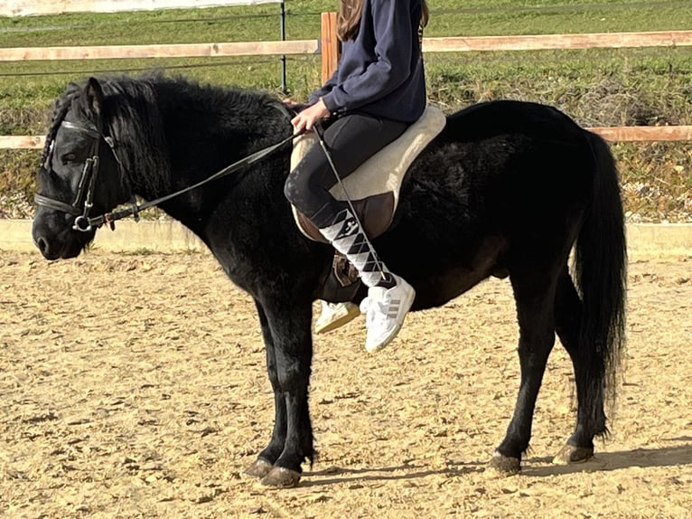 Plus de poneys/petits chevaux Hongre 4 Ans 116 cm Noir in Ursensollen