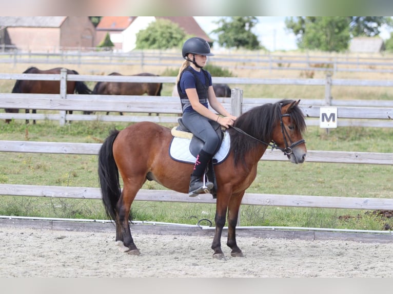 Plus de poneys/petits chevaux Hongre 4 Ans 119 cm Bai in Pepingen