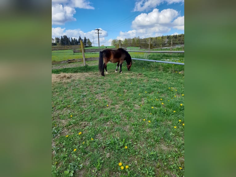 Plus de poneys/petits chevaux Hongre 4 Ans 120 cm Bai in Bad Saulgau