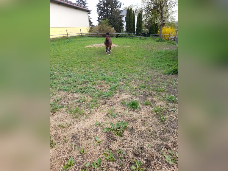 Plus de poneys/petits chevaux Hongre 4 Ans 120 cm Bai in Bad Saulgau