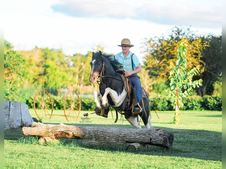Plus de poneys/petits chevaux Hongre 4 Ans 122 cm in Fairbank, IA