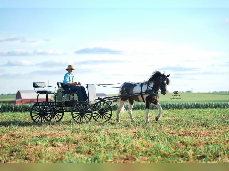 Plus de poneys/petits chevaux Hongre 4 Ans 122 cm in Fairbank, IA