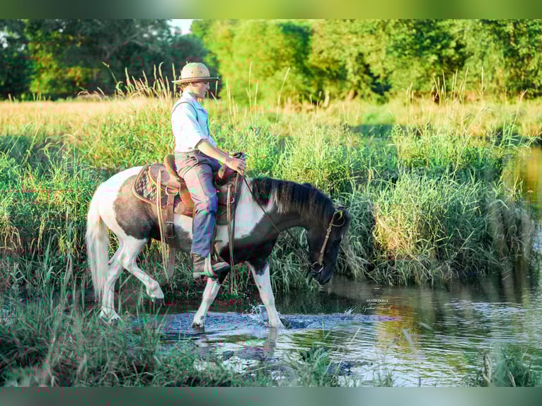 Plus de poneys/petits chevaux Hongre 4 Ans 122 cm in Fairbank, IA