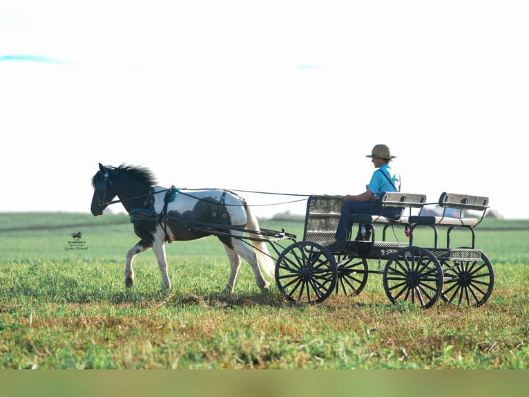 Plus de poneys/petits chevaux Hongre 4 Ans 122 cm in Fairbank, IA