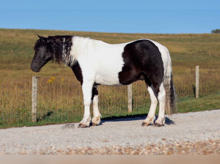 Plus de poneys/petits chevaux Hongre 4 Ans 124 cm Pinto in Fresno
