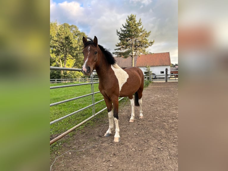 Plus de poneys/petits chevaux Hongre 4 Ans 125 cm Pinto in Diepholz