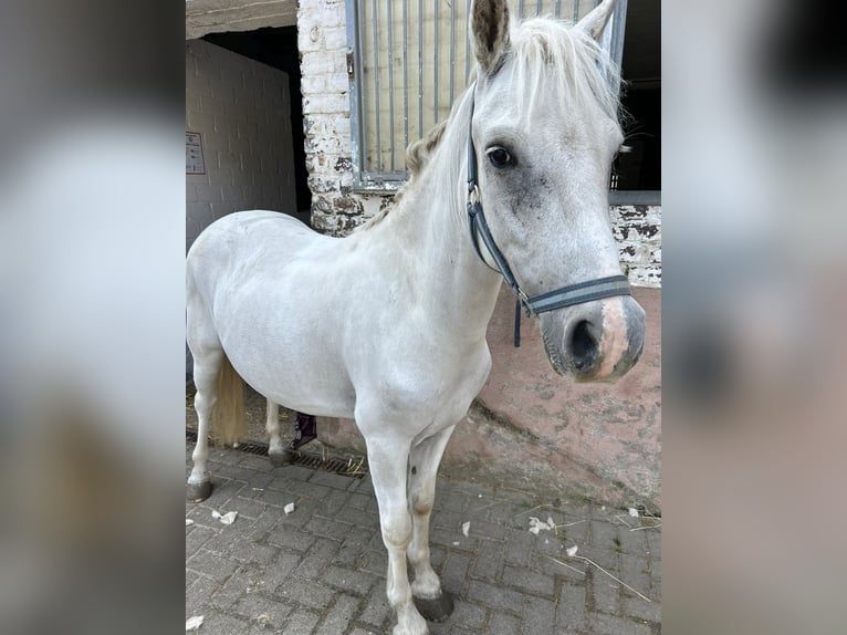 Plus de poneys/petits chevaux Croisé Hongre 4 Ans 130 cm Gris in Gelsenkirchen