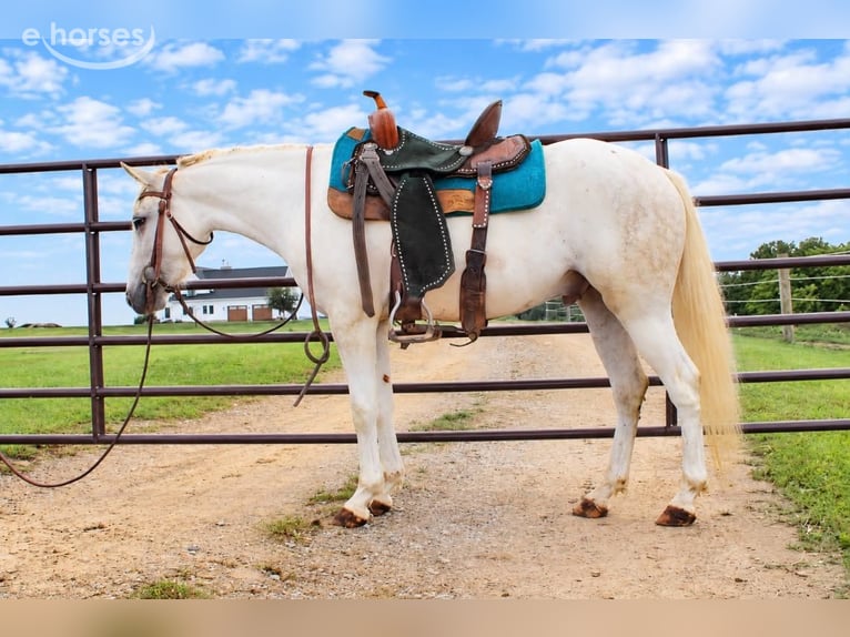 Plus de poneys/petits chevaux Hongre 4 Ans 132 cm Gris in Derry