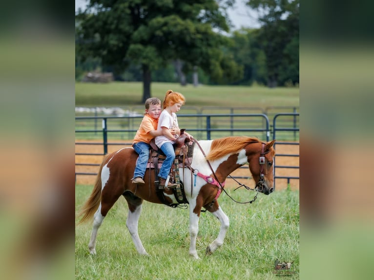 Plus de poneys/petits chevaux Hongre 4 Ans 132 cm Pinto in Auburn