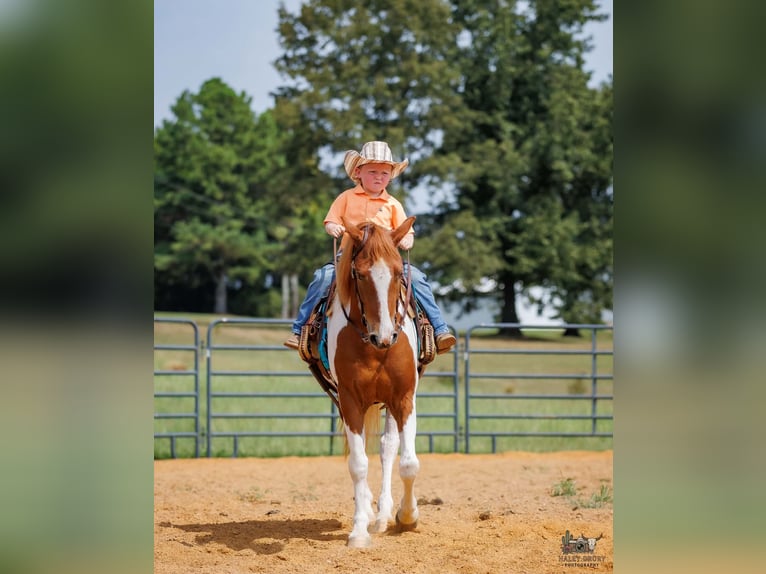 Plus de poneys/petits chevaux Hongre 4 Ans 132 cm Pinto in Auburn