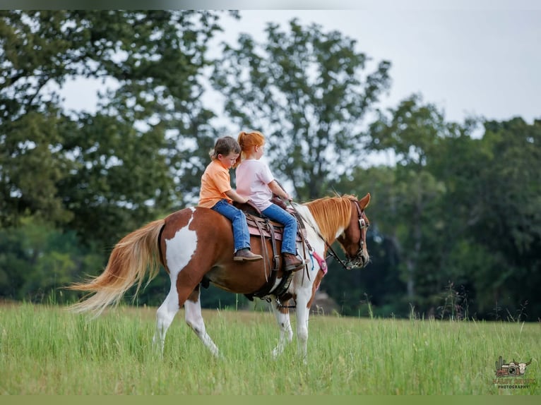 Plus de poneys/petits chevaux Hongre 4 Ans 132 cm Pinto in Auburn
