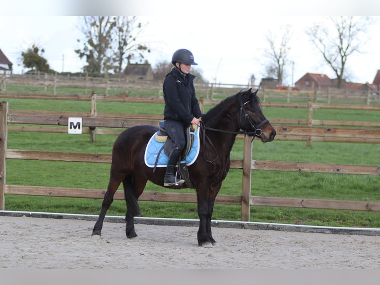 Plus de poneys/petits chevaux Hongre 4 Ans 133 cm Bai in Pepingen