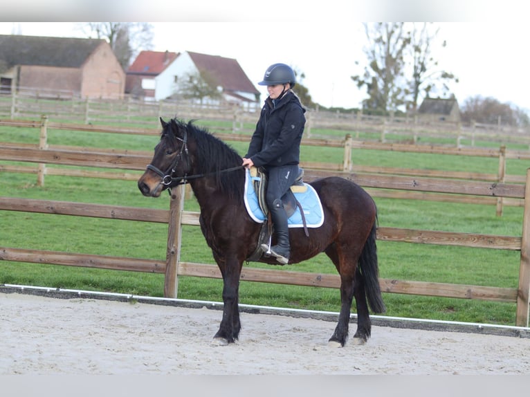 Plus de poneys/petits chevaux Hongre 4 Ans 133 cm Bai in Pepingen