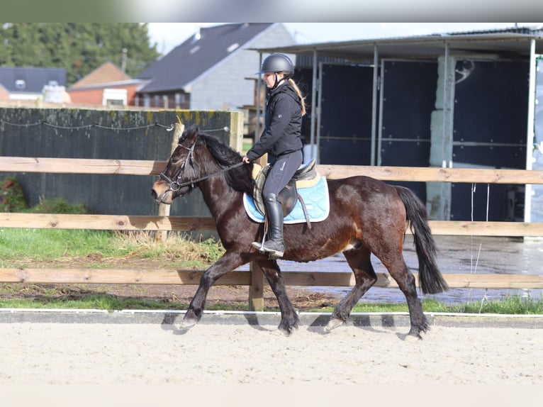 Plus de poneys/petits chevaux Hongre 4 Ans 133 cm Bai in Pepingen