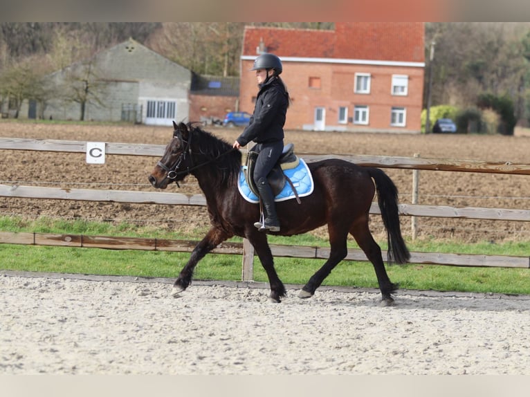 Plus de poneys/petits chevaux Hongre 4 Ans 133 cm Bai in Pepingen