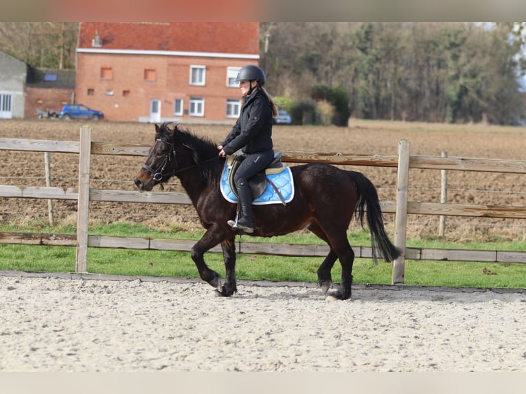 Plus de poneys/petits chevaux Hongre 4 Ans 133 cm Bai in Pepingen