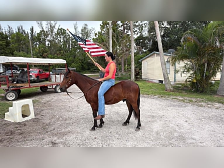 Plus de poneys/petits chevaux Hongre 4 Ans 135 cm Bai cerise in Loxahatchee