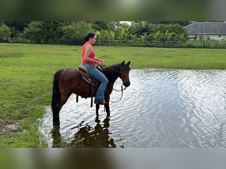 Plus de poneys/petits chevaux Hongre 4 Ans 135 cm Bai cerise in Loxahatchee