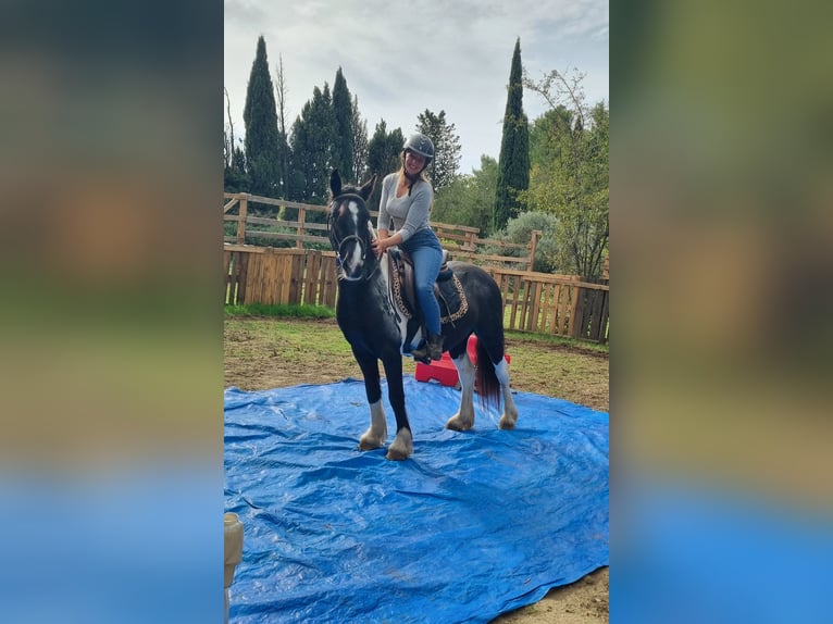 Plus de poneys/petits chevaux Hongre 4 Ans 135 cm Pinto in Eyragues