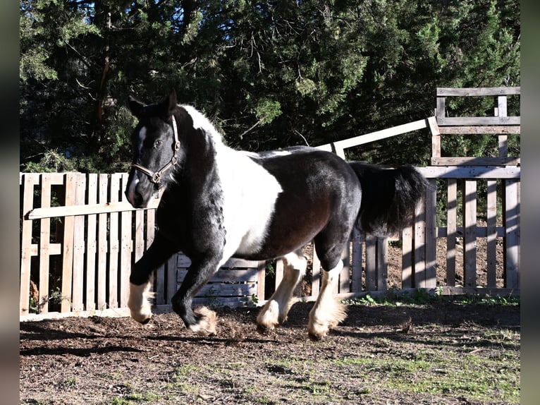 Plus de poneys/petits chevaux Hongre 4 Ans 135 cm Pinto in Eyragues
