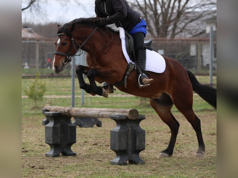 Plus de poneys/petits chevaux Hongre 4 Ans 137 cm Bai cerise in Shipshewana