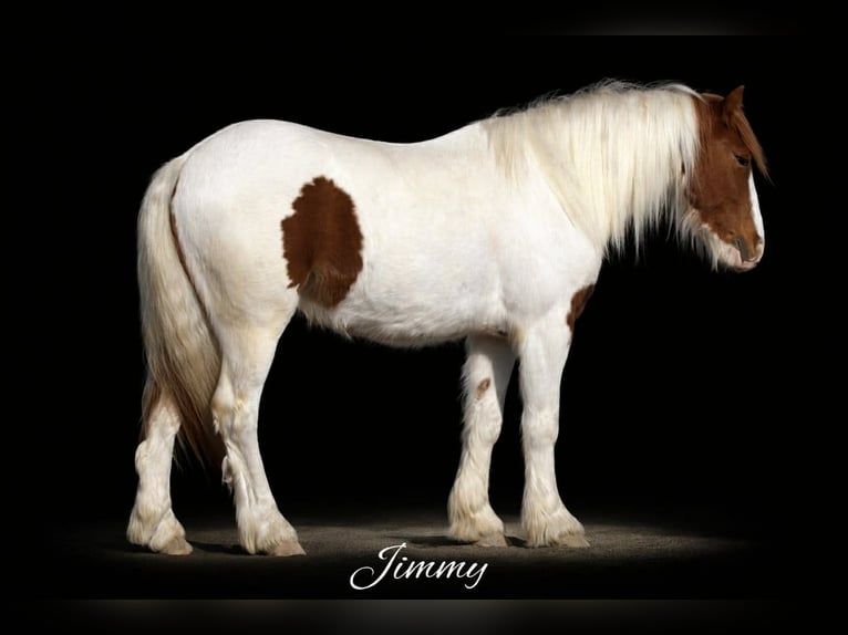 Plus de poneys/petits chevaux Hongre 4 Ans 137 cm Pinto in Princeton