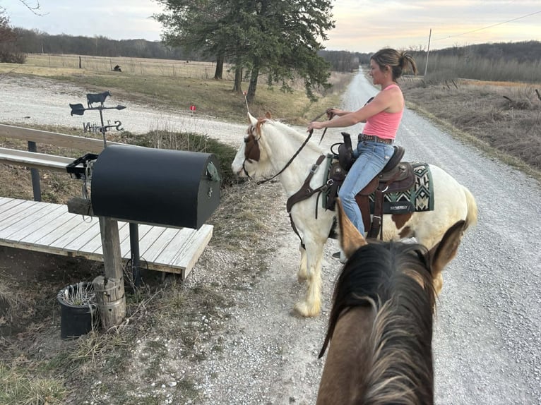 Plus de poneys/petits chevaux Hongre 4 Ans 137 cm Pinto in Princeton