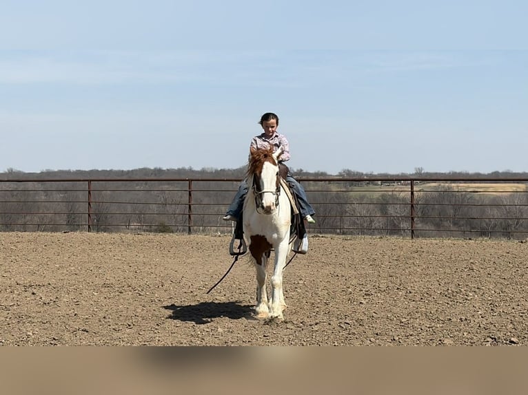 Plus de poneys/petits chevaux Hongre 4 Ans 137 cm Pinto in Princeton