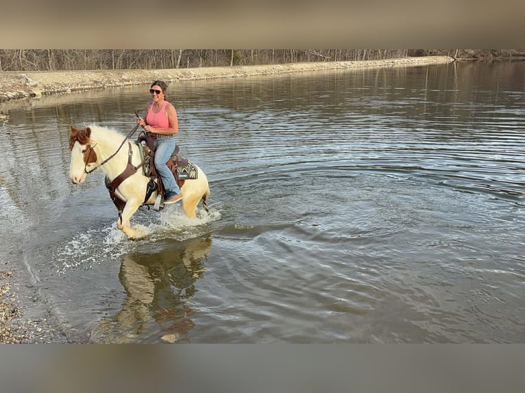 Plus de poneys/petits chevaux Hongre 4 Ans 137 cm Pinto in Princeton