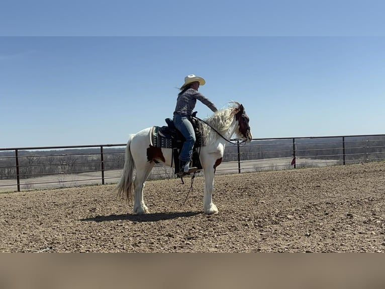 Plus de poneys/petits chevaux Hongre 4 Ans 137 cm Pinto in Princeton
