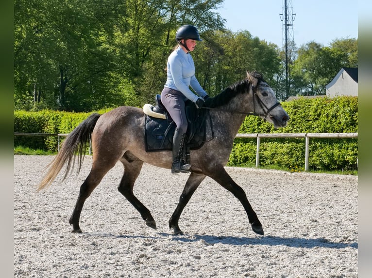 Plus de poneys/petits chevaux Hongre 4 Ans 138 cm Gris in Neustadt (Wied)