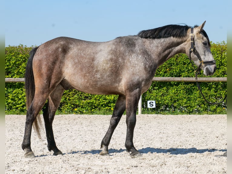 Plus de poneys/petits chevaux Hongre 4 Ans 138 cm Gris in Neustadt (Wied)