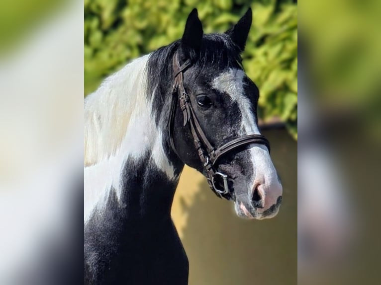 Plus de poneys/petits chevaux Hongre 4 Ans 138 cm Pinto in Békéscsaba Plus de poneys/petits chevaux Hongre 4 Ans 138 cm Pinto in Békéscsaba