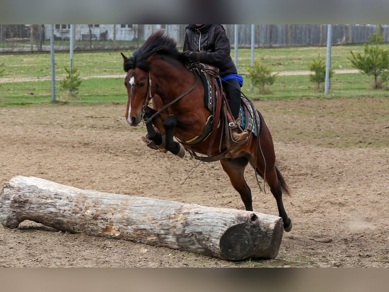 Plus de poneys/petits chevaux Hongre 4 Ans 140 cm Bai cerise in Shipshewana