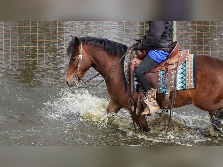 Plus de poneys/petits chevaux Hongre 4 Ans 140 cm Bai cerise in Shipshewana