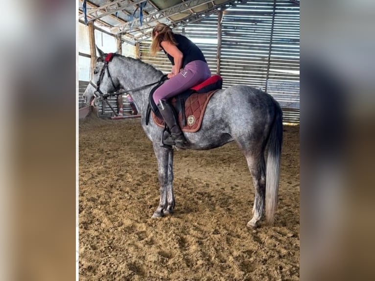 Plus de poneys/petits chevaux Hongre 4 Ans 140 cm Gris in Rechnitz