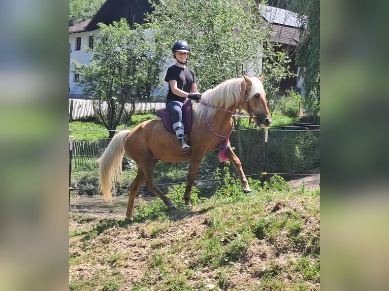 Plus de poneys/petits chevaux Hongre 4 Ans 140 cm Palomino in Bayerbach