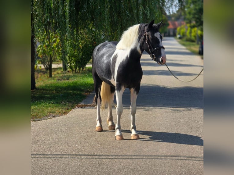 Plus de poneys/petits chevaux Hongre 4 Ans 140 cm Pinto in Békéscsaba