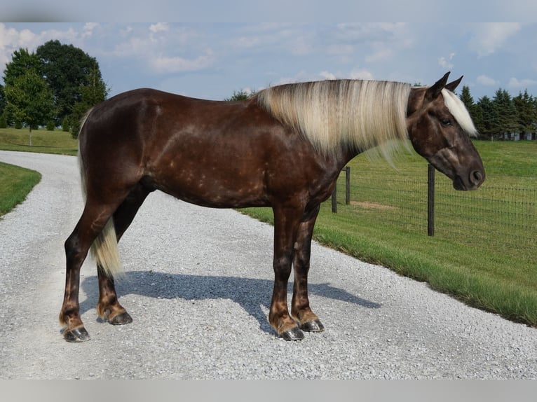 Plus de poneys/petits chevaux Hongre 4 Ans 140 cm  in Fredericksburg