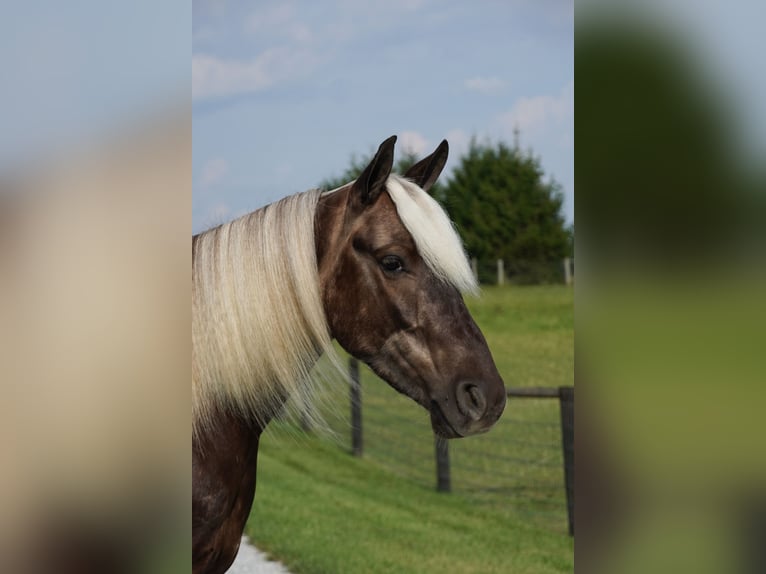 Plus de poneys/petits chevaux Hongre 4 Ans 140 cm  in Fredericksburg
