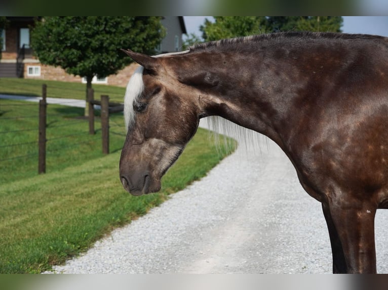Plus de poneys/petits chevaux Hongre 4 Ans 140 cm  in Fredericksburg