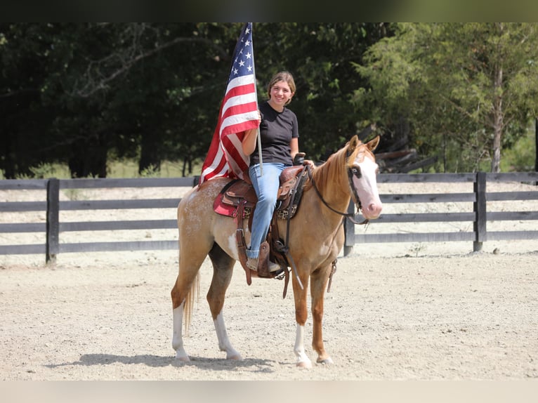 Plus de poneys/petits chevaux Croisé Hongre 4 Ans 142 cm Isabelle in Wallingford