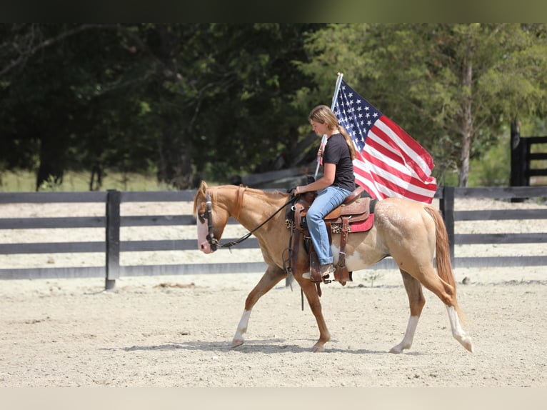 Plus de poneys/petits chevaux Croisé Hongre 4 Ans 142 cm Isabelle in Wallingford
